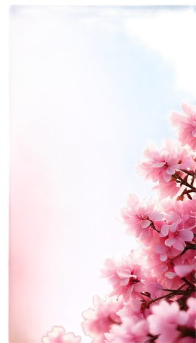 japanese sakura background,sakura background,sakura tree,japanese floral background,sakura trees,spring background,cherry blossom tree,sakura cherry tree,cherry blossoms,sakura blossoms,sakura blossom,hanami,the cherry blossoms,cherry blossom,springtime background,sakura branch,japanese cherry blossoms,cherry tree,cold cherry blossoms,japanese cherry blossom,Art,Classical Oil Painting,Classical Oil Painting 08