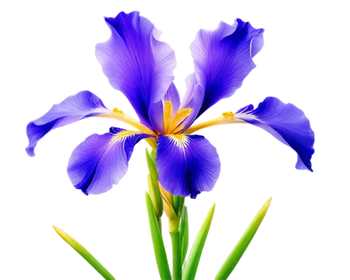 Purple iris flower, close-up shot, delicate petals, yellow center, soft focus, natural light, shallow depth of field, warm color tone, gentle composition, realistic texture, intricate details, solo, f