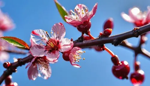 plum blossoms,apricot flowers,apricot blossom,japanese flowering crabapple,prunus,plum blossom,japanese cherry,flowering cherry,ornamental cherry,almond blossoms,peach blossom,prunus laurocerasus,prunus domestica,prunus spinosa,almond tree,japanese carnation cherry,prunus cerasifera,almond blossom,european plum,fruit blossoms,Photography,General,Realistic