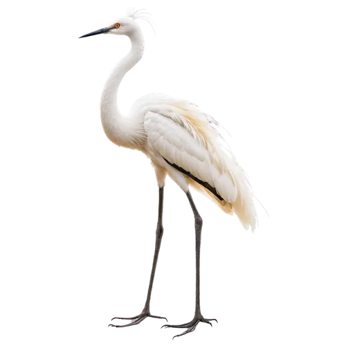 fujian white crane,egretta novaehollandiae,crane-like bird,grey neck king crane,egret,white egret,white-naped crane,a species of marine bird,ibis,eastern great egret,great white egret,great egret,demoiselle crane,crane,red-crowned crane,bird png,whooping crane,common stilt,wading bird,snowy egret,Illustration,Black and White,Black and White 26