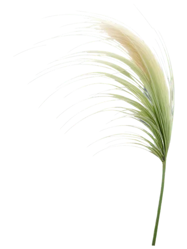 grass lily,flowers png,elymus,grape-grass lily,silver grass,needlegrass,sea oat grass,blooming grass,ornamental grass,sweet grass plant,grass blossom,palm lily,grass fronds,feather bristle grass,echinochloa,palm leaf,spikelets,stipa,lomandra,long grass,Conceptual Art,Daily,Daily 25