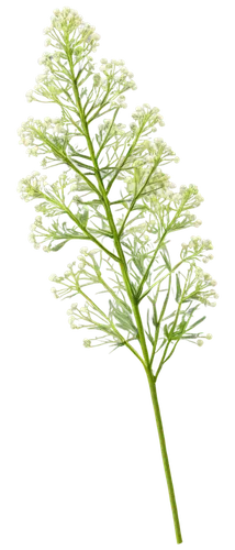 Dill, herbal plant, green leaves, tall stem, white flowers, detailed texture, natural light, shallow depth of field, soft focus, warm color tone, 3/4 composition, close-up shot, realistic, high-resolu