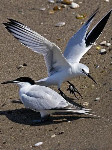 Write a scientific article discussing the migration patterns and feeding habits of sandwich terns in coastal ecosystems.,sandwich tern,fairy tern,forster s tern,flying tern,black tern,crested terns,fl