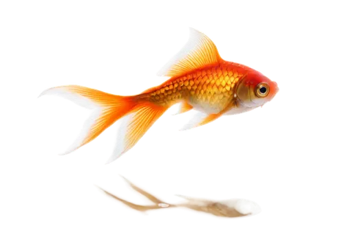 playfish,red fish,goldfish,karp,squirrelfish,goatfish,koi fish,swordtail,gold fish,diamond tetra,small fish,mosquitofish,killifish,ornamental fish,guardfish,koi,gourami,poisson,fish in water,fish,Photography,Documentary Photography,Documentary Photography 12