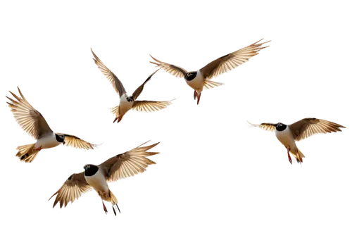 Migratory birds, flock, flying formation, V shape, wings spread wide, feathers in shades of brown, white, gray, beak pointed, eyes black, legs thin, morning light, soft focus, shallow depth of field, 