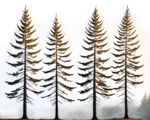 spruce trees,spruce forest,pine trees,fir needles,larch forests,spruce needles,fir trees,fir forest,coniferous forest,evergreen trees,larches,spruces,cypresses,fir-tree branches,fir tree decorations,larch trees,evergreens,cupressus,coniferous,nordmann fir,Art,Classical Oil Painting,Classical Oil Painting 40