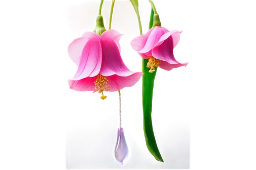 Tibetan bell flowers, pink petals, delicate, hanging down, soft focus, shallow depth of field, warm lighting, morning dew, gentle breeze, swaying, 3/4 composition, close-up shot, realistic, vibrant co