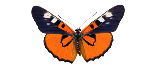 butterfly vector,orange butterfly,butterfly background,euphydryas,butterfly isolated,heliconius,polygonia,butterfly clip art,butterfly moth,ornithoptera,isolated butterfly,morphos,heliconius hecale,boloria,acraea,zygaena,adelpha,lepidoptera,garrisoned,mariposa,Illustration,Realistic Fantasy,Realistic Fantasy 34