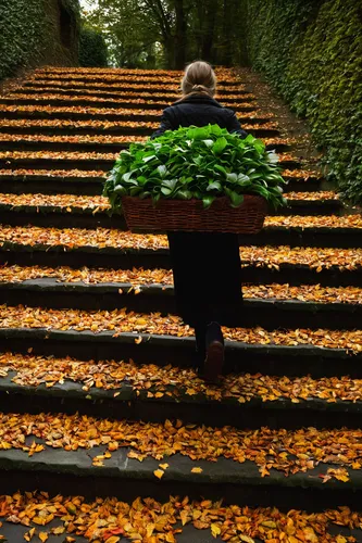 Woman carrying baskets full of leaves down steps,falling on leaves,throwing leaves,fallen leaves,hornbeam hedge,to collect chestnuts,beech leaves,holly leaves,autumnal leaves,defoliation,background iv