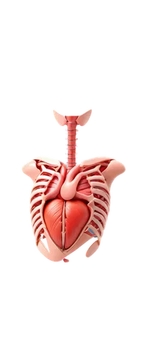 atrioventricular,tavr,pericardial,cardiovascular,paraventricular,ventricle,supraventricular,cardioverter,ventricular,mediastinal,pericardium,subclavian,medical symbol,cardiothoracic,endocardial,atrial,tetralogy,cardiopulmonary,cardiomyopathy,septal,Photography,General,Sci-Fi