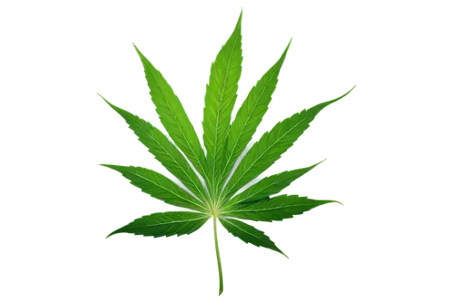 mape leaf,custody leaf,mugwort,green leaf,indian nettle,jungle leaf,mint leaf,tropical leaf,japanese mugwort,marie leaf,neem,nettle leaves,foliage leaf,nettle,four-leaf,maple leaf,broadleaf,fan leaf,bo leaf,motherwort,Illustration,Black and White,Black and White 02