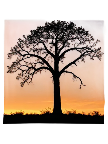 tree silhouette,old tree silhouette,arbre,lone tree,isolated tree,adansonia,lonetree,arbol,bare tree,baobabs,baobab,baobab oil,tree of life,a tree,tree,deciduous tree,celtic tree,flourishing tree,oak tree,brown tree,Conceptual Art,Daily,Daily 33