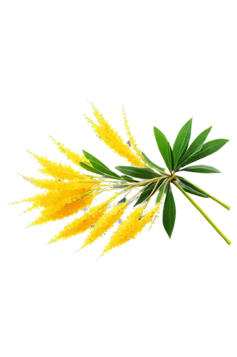 fennel flower,dandelion background,cyperus,flowers png,spring leaf background,pine flower,chrysanthemum background,spikelets,trollius download,grass lily,flower broom,flower background,grass blossom,parsley leaves,pineapple lilies,pine needle,alpine fennel,halophyte,lemongrass,fennel,Conceptual Art,Graffiti Art,Graffiti Art 01