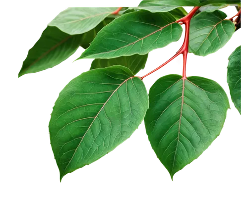 Foliage, green leaves, detailed veins, natural colors, soft focus, shallow depth of field, warm lighting, 3/4 composition, branches stretching outwards, realistic texture, intricate details, cinematic