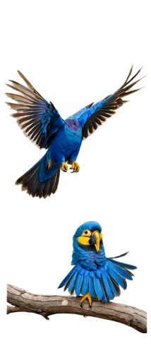 macaws blue gold,blue and gold macaw,blue and yellow macaw,blue macaws,pretty bluebirds,blue macaw,hyacinth macaw,macaws on black background,couple macaw,blue parrot,bluebirds,blue bird,birds in flight,bird in flight,bird flying,bird flight,bird png,bluejay,western bluebird,flying birds,Photography,General,Natural