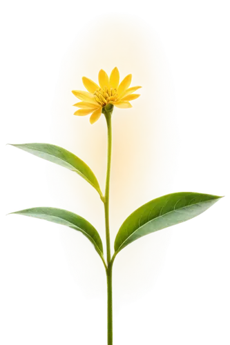 small sun flower,yellow calendula flower,coreopsis,yellow flower,calenduleae,calendula,flower background,yellow petal,calendula flower,sun flower,yellow petals,lemon flower,yellow gerbera,flower wallpaper,calendula officinalis,rudbeckia,arnica,yellow chrysanthemum,chrysanthemum background,hawkbit,Art,Classical Oil Painting,Classical Oil Painting 37