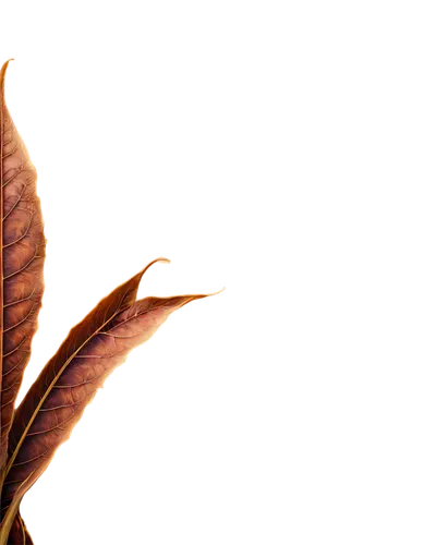 leaf background,brown leaf,chestnut leaf,golden leaf,beech leaf,red leaf,tropical leaf,leaf macro,spring leaf background,chestnut leaves,acorn leaf,fern leaf,leafed,magnolia leaf,autumn leaf,dried leaf,maple leave,tree leaf,rhus,leaf color,Conceptual Art,Fantasy,Fantasy 29