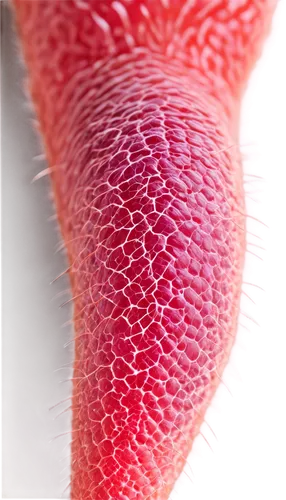 papillae,spicules,fibrocartilage,pericytes,sporangium,papules,hypercholesterolemia,arteriole,demodex,microvascular,fibroblast,epidermis,eosinophil,capillaries,connective tissue,microsporum,cilium,epithelial,venules,ciliated,Conceptual Art,Daily,Daily 25