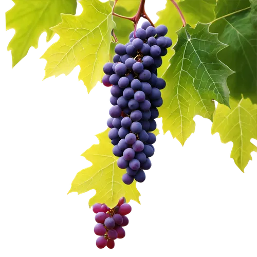 wine grapes,blue grapes,purple grapes,wine grape,red grapes,wood and grapes,winegrape,grapes,grape vine,vineyard grapes,viniculture,fresh grapes,grapevines,table grapes,sangiovese,viognier grapes,vitis,white grapes,tannat,bright grape,Photography,Black and white photography,Black and White Photography 01