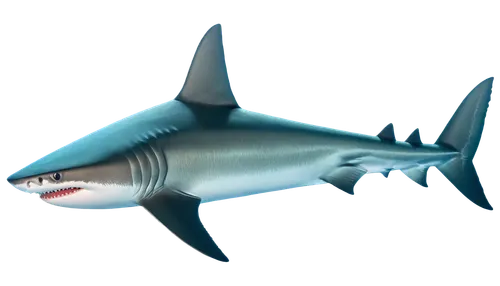 megalodon,carcharodon,temposhark,carcharhinus,mayshark,shark,barracuda,houndshark,hammerhead,great white shark,swordfish,nekton,sharklike,tigershark,ijaws,porbeagle,requin,whitetip,blacktip,balaenoptera,Conceptual Art,Oil color,Oil Color 16