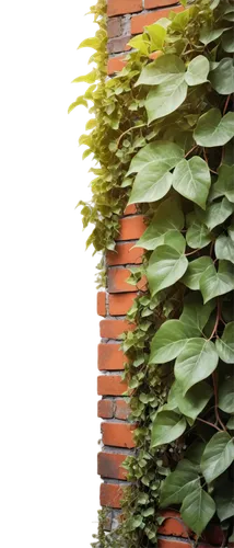 Old brick wall, detailed texture, rustic appearance, red-orange color, worn-out edges, ivy vines crawling, morning dew, soft sunlight casting shadows, 3/4 composition, shallow depth of field, warm col