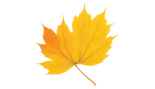 yellow maple leaf,leaf background,yellow leaf,golden leaf,autumn icon,autumn background,autumn leaf,maple leave,fall leaf,red maple leaf,spring leaf background,maple foliage,light of autumn,autumn leaf paper,yellow leaves,autumn frame,sunburst background,leafed,maple leaves,red leaf,Conceptual Art,Sci-Fi,Sci-Fi 18