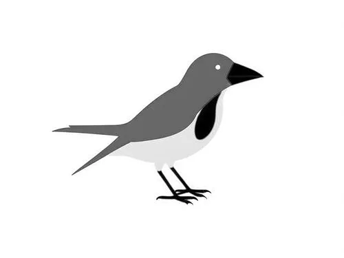 a white and gray bird on a white background,butcherbird,bird png,luginbill,magpie,bird illustration,butcherbirds,Design Sketch,Design Sketch,Rough Outline