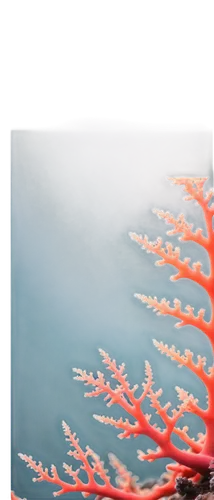 gorgonian,soft coral,feather coral,deep coral,hydroids,paphlagonian,coral,bubblegum coral,acropora,soft corals,red anemone,corail,sea anemone,desert coral,corals,red anemones,coral swirl,coral fungus,mushroom coral,coral charm,Illustration,Realistic Fantasy,Realistic Fantasy 17