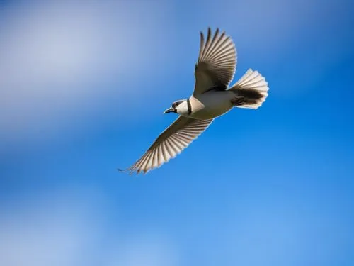 a white bird flying through a blue sky,bird in flight,flying tern,in flight,silver tern,hirundo,black tern