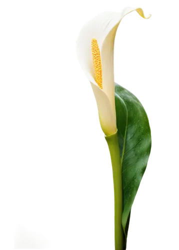 calla lily,peace lily,calla lilies,giant white arum lily,calla,flowers png,peace lilies,tulip white,easter lilies,anthurium,white lily,white trumpet lily,cypripedium,flower opening,turkestan tulip,madonna lily,galanthus,tulip,lilium candidum,white orchid,Photography,General,Cinematic