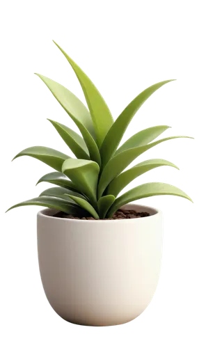 potted palm,potted plant,plant pot,pot plant,money plant,citronella,androsace rattling pot,houseplant,rank plant,garden pot,yucca palm,pineapple plant,yucca,green plant,container plant,bromelia,bulbous plant,indoor plant,plant,dark green plant,Photography,Artistic Photography,Artistic Photography 05