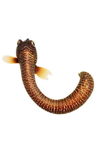 micropholis,millipede,wurm,pylori,garridos,sphyrna,anomalocaris,keelback,ercp,wormlike,elegans,ophiusa,polychaete,gopendra,sandworm,polychaetes,stellarator,polyplacophoran,wormleighton,vipera,Art,Artistic Painting,Artistic Painting 38