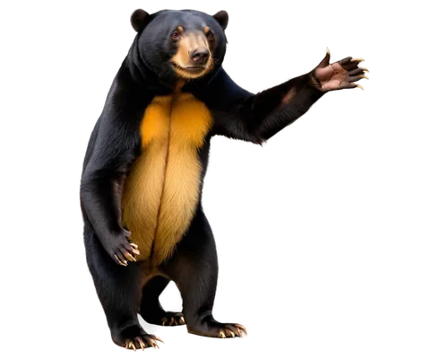 sun bear,spectacled bear,bear,scandia bear,nordic bear,mustelid,slothbear,great bear,pandabear,strohbär,left hand bear,cute bear,mozilla,bear kamchatka,kodiak bear,anthropomorphized animals,american black bear,animal mammal,mammalian,cangaroo,Illustration,Japanese style,Japanese Style 16