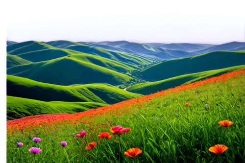 landscape background,flower field,meadow landscape,poppy fields,blooming field,castelluccio,grasslands,poppy field,nature background,background view nature,grassland,dongchuan,flowers field,mountain meadow,field of flowers,springtime background,green meadow,mountain flowers,alpine meadow,salt meadow landscape,Illustration,American Style,American Style 07