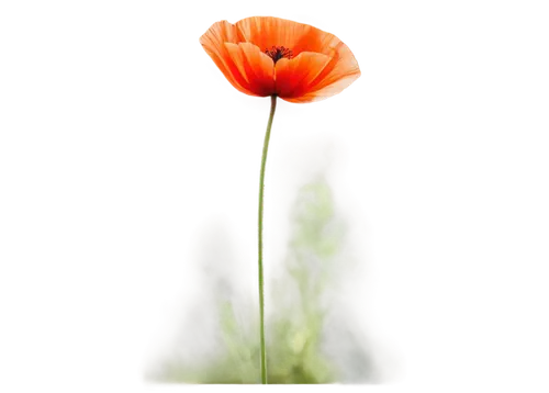 orange poppy,klatschmohn,mohn,poppy plant,red poppy,poppy flower,papaver orientale,iceland poppy,poppy flowers,papaver,poppy anemone,flowers png,poppies,wild poppy,flower background,tulip background,poppy,red poppy on railway,floral poppy,red poppies,Conceptual Art,Oil color,Oil Color 06