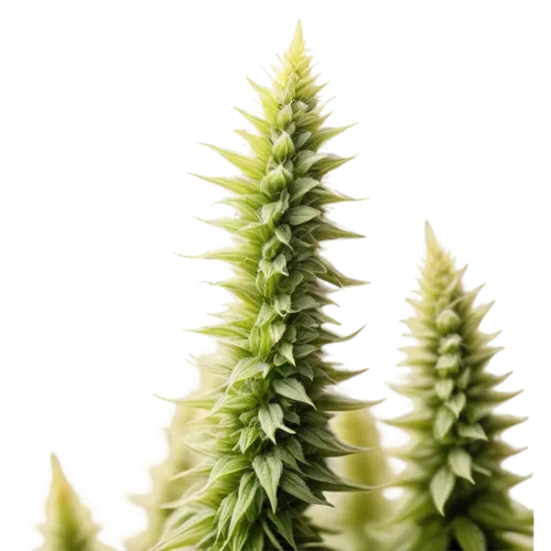 Marijuana buds, pistils, greenish-white color, dense trichomes, hairy stigma, macro shot, shallow depth of field, warm lighting, soft focus, 1/2 composition, close-up view, realistic texture, natural 