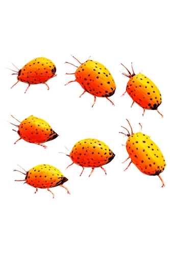 garridos,firebugs,candy corn pattern,seven-dot ladybug,locoroco,ladybugs,fireflies,pollens,bee eggs,garrisons,kocoras,cocoons,oecomys,swarms,orange dots,orange,coccinellidae,flies,orange jasmines,buterflies,Conceptual Art,Daily,Daily 21