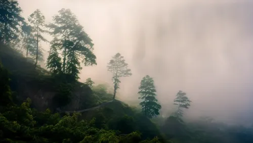 a foggy day on a hill side with some trees,foggy forest,foggy mountain,foggy landscape,kodaikanal,forestland,coonoor,Photography,General,Cinematic