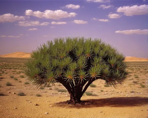 desert plant,arid landscape,argan trees,arid,desert palm,desert desert landscape,desert landscape,date palm,argan tree,desert plants,libyan desert,arid land,capture desert,joshua trees,date palms,desert rose,desertification,canarian dragon tree,ocotillo,mojave desert,Art,Artistic Painting,Artistic Painting 02