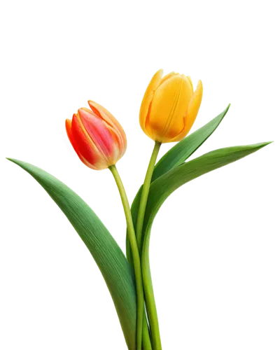 tulip background,flowers png,turkestan tulip,tulip flowers,yellow orange tulip,two tulips,tulipa,orange tulips,tulips,flower background,tulip,tulip bouquet,tulipa tarda,tulip branches,tulip blossom,spring leaf background,yellow tulips,tulpenbüten,floral digital background,wild tulips,Conceptual Art,Daily,Daily 28