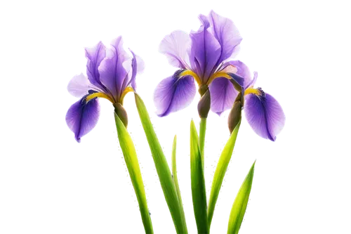 flowers png,tulipan violet,purple crocus,crocuss,crocuses,saffron crocus,purple irises,crocus flowers,crocus,spring crocus,irises,violet tulip,defense,crocus vernus,cretan crocus,purple,violet flowers,flower background,purple flowers,wall,Art,Classical Oil Painting,Classical Oil Painting 30