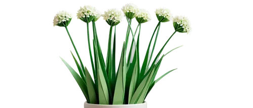 Bunch of chives, green stems, delicate white flowers, soft focus, shallow depth of field, warm natural light, 3/4 composition, vibrant green color tone, realistic texture, detailed leaf veins, slightl