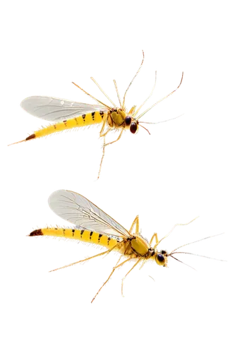 Yellow mosquitoes, swarming, flying, transparent wings, small eyes, proboscis, yellow stripes, fuzzy body, metallic sheen, morning light, soft focus, shallow depth of field, warm color tone.,two yello