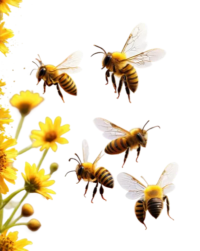 honey bees,hoverflies,honeybees,bees,apiculture,beekeeping,beekeepers,pollinators,apis mellifera,western honey bee,bee,bienen,bumblebees,abeille,bee colonies,abejas,honey bee home,colletes,two bees,bee colony,Photography,Artistic Photography,Artistic Photography 11