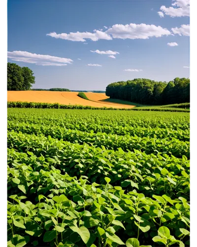 soybeans,vegetable field,sweet potato farming,green soybeans,potato field,soybean,cowpeas,intercropping,sugar beet,vegetables landscape,agricole,cultivated field,stock farming,greenfeld,rainfed,agricolas,picardie,campagne,tobacco leaves,agronomist,Illustration,Vector,Vector 04