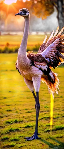 grey neck king crane,nile goose,gooseander,crane bird flying,pelican,crane-like bird,bird in flight,nature bird,australian bird,beautiful bird,avian,water bird,canadian goose,brown pelican,lawn flamingo,bird flying,bird photography,asian bird,goose,tula fighting goose,Unique,Paper Cuts,Paper Cuts 08