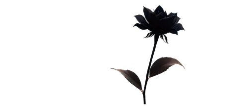 black rose,minimalist flowers,fallen flower,retro flower silhouette,black hellebore,ikebana,flowers png,artificial flower,single flower,plastic flower,lotus png,dried flower,wilted,dried rose,black candle,black rose hip,fallen petals,artificial flowers,black and dandelion,autumnalis,Art,Classical Oil Painting,Classical Oil Painting 35