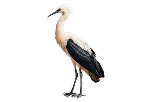 Long-necked stork, white feathers, black wings, bright eyes, sharp beak, standing, one leg bent, morning sunlight, soft focus, shallow depth of field, natural scenery, warm color tone, cinematic compo