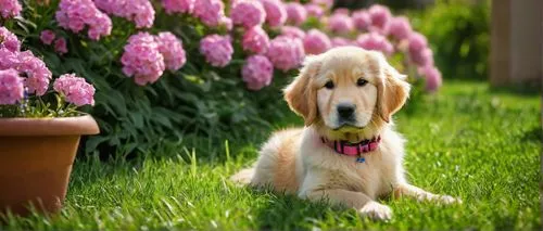 golden retriever,goldendoodle,golden retriever puppy,afghan hound,golden retriver,scent hound,flower background,retriever,nova scotia duck tolling retriever,labradoodle,pet vitamins & supplements,briard,standard poodle,dog pure-breed,blonde dog,irish soft-coated wheaten terrier,springtime background,canine rose,beautiful girl with flowers,cute puppy,Art,Classical Oil Painting,Classical Oil Painting 27