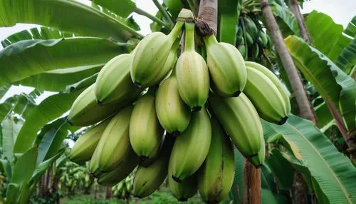 ripe bananas,banani,banana tree,musa,banana trees,banana plant,platanos,petani,papayas,banaba,cocos nucifera,alvorada,plantain,pisang,dypsis,banane,lobata,piiroja,friulano,sili,Photography,General,Natural